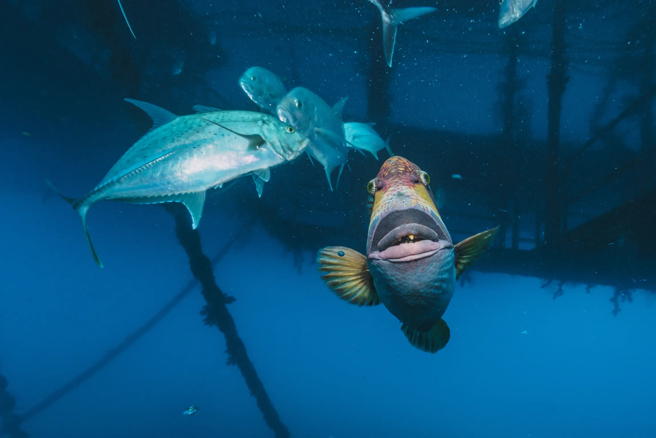 humorous-triggerfish